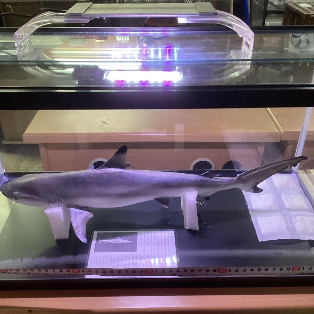 剥製魚 ブラックチップシャーク ツマグロ 50cm