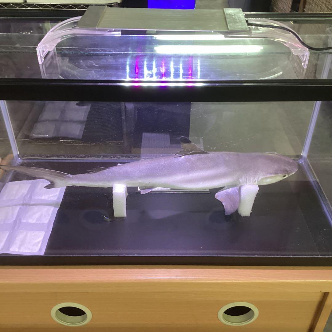 剥製魚 ブラックチップシャーク ツマグロ 50cm