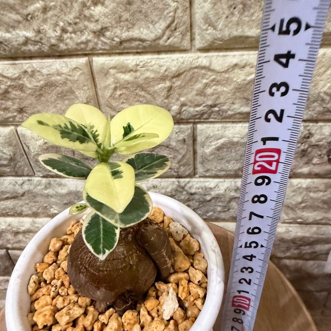 【専用】パンダガジュマル 斑入り ぷっくり塊根・発根済み 新芽あり4号鉢