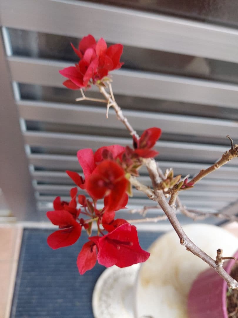 ブーゲンビリア斑入りレッド希少 No88 らくらくメルカリ便発送‼️