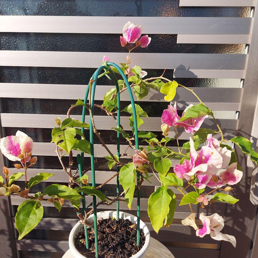 ブーゲンビリア斑入りレッド希少 No88 らくらくメルカリ便発送‼️