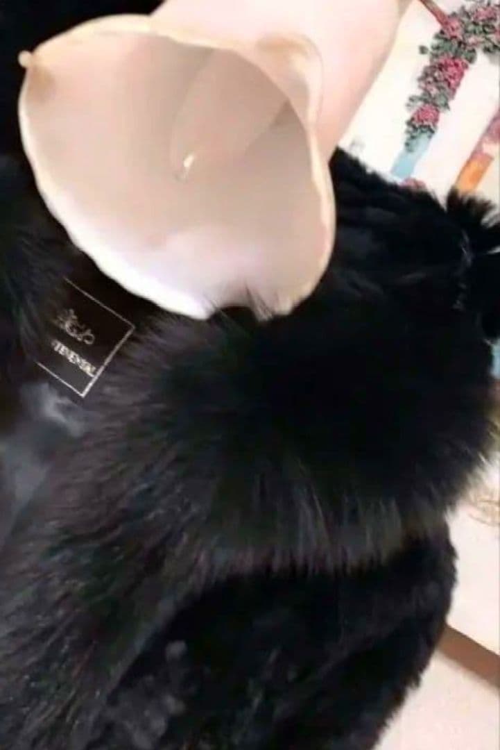 グレースコンチネンタル フードファーフリル【新品同様近い極美品】ダイアグラム