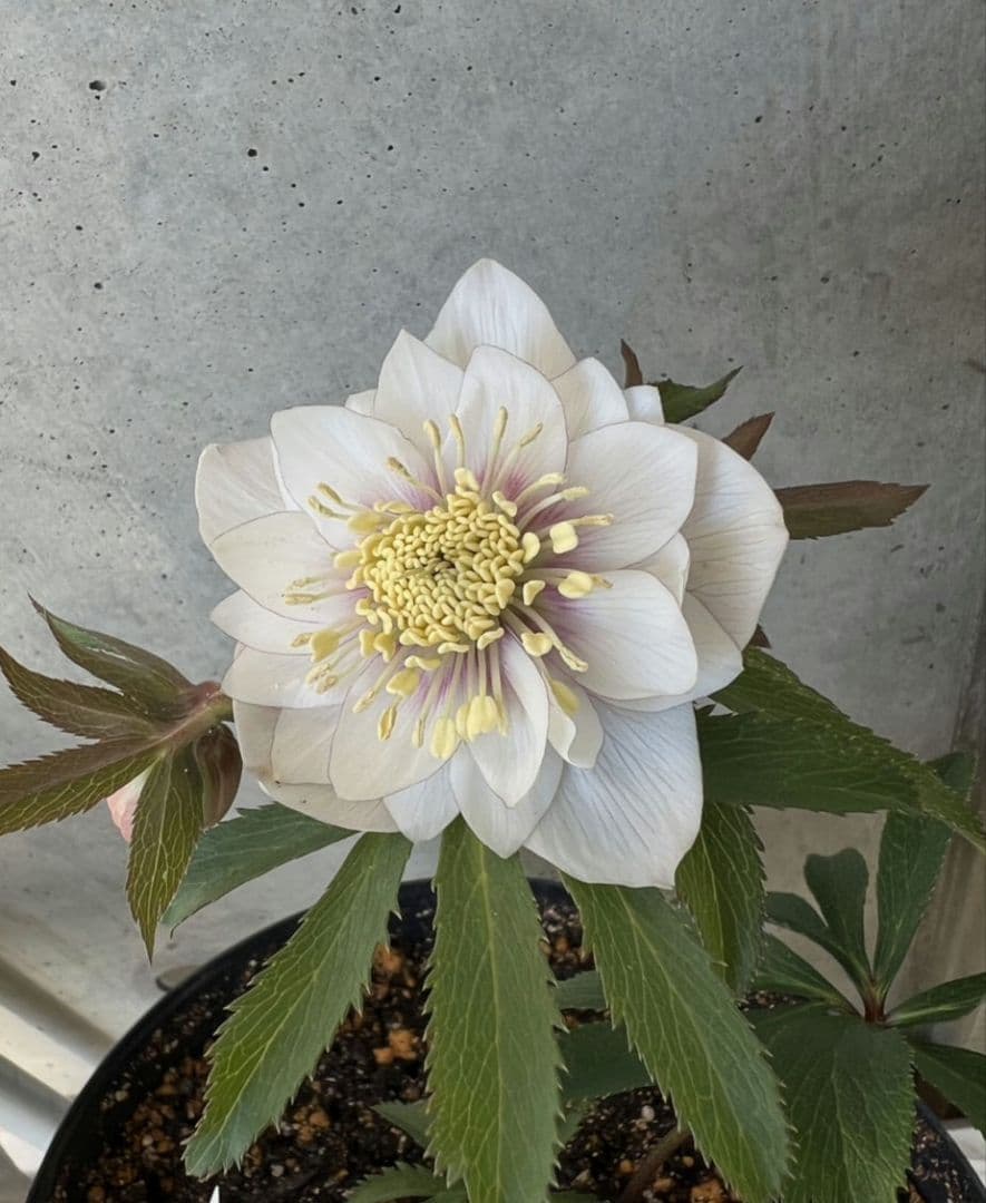 クリスマスローズ　ウィンターシンフォニー　静　dd　整形