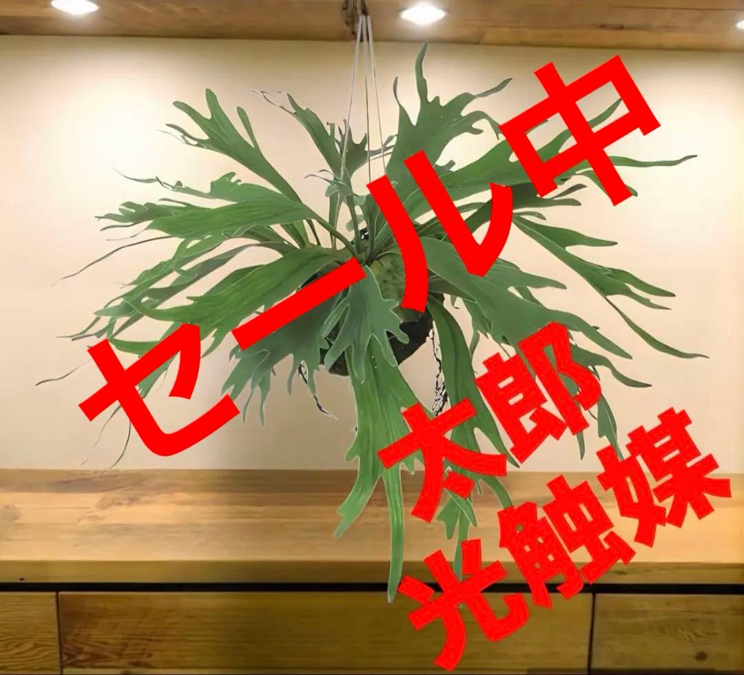 光触媒　人工観葉植物　ウォールグリーン　フェイクグリーン　コウモリランモスボール