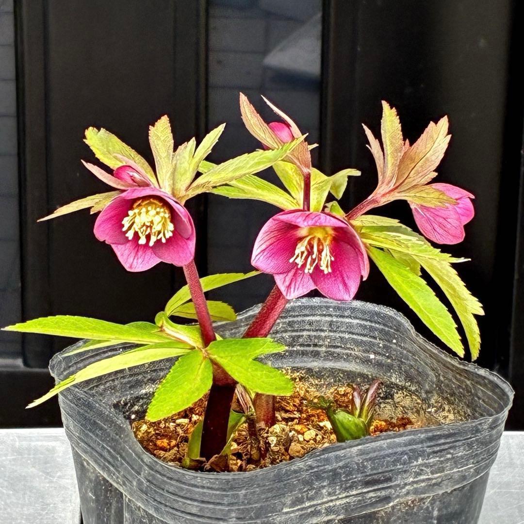 ま*ん様 93☘️蕾花タグ付☘️極上⭐️ベビードール⭐️超小輪コンパクト⭐️大人