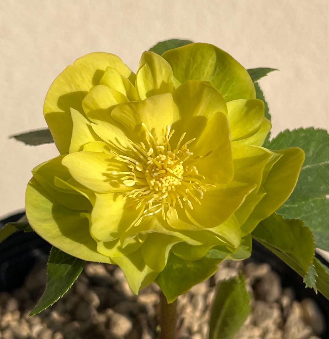 メロンゴールド　加藤農園　クリスマスローズ　開花株