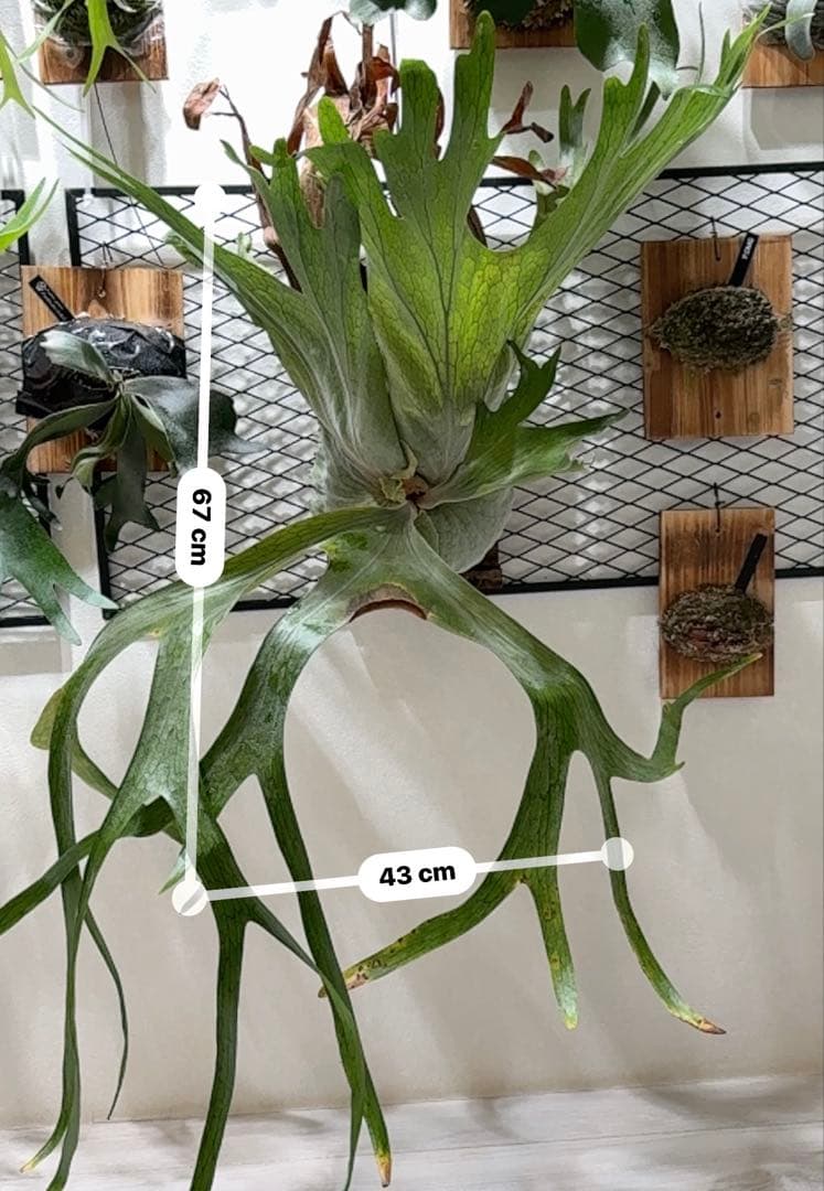 P.GRANDE超大株/美株　グランデ