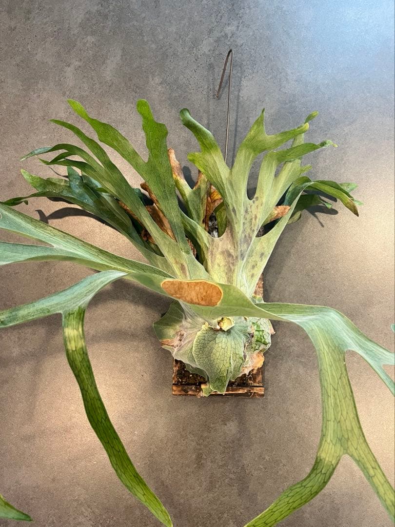 P.GRANDE超大株/美株　グランデ