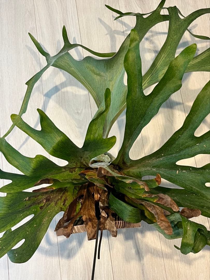 P.GRANDE超大株/美株　グランデ