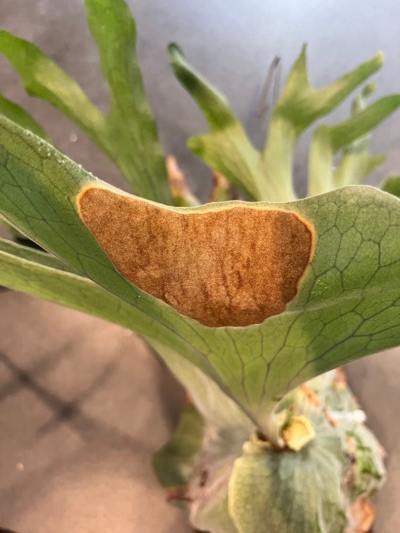 P.GRANDE超大株/美株　グランデ