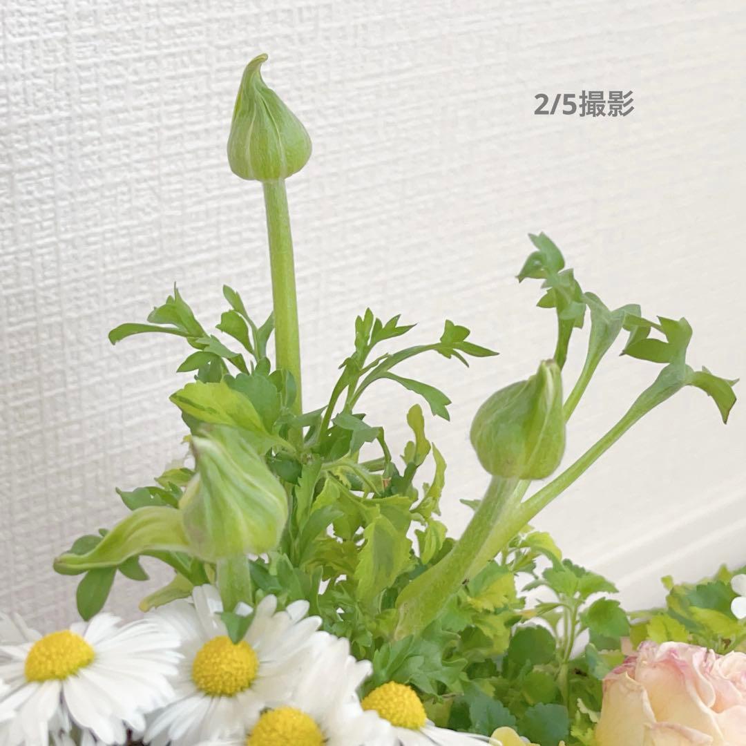 のんまま♬　季節のお花たくさん♪春の寄せ植え*大きめ鉢＊