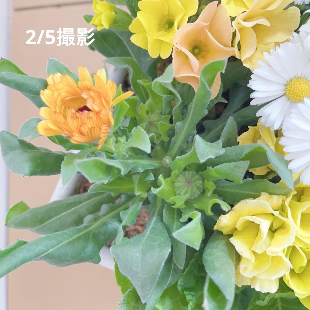 のんまま♬　季節のお花たくさん♪春の寄せ植え*大きめ鉢＊