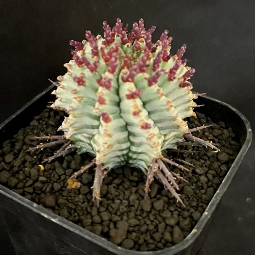 ま*ゃ様 ユーフォルビアホリダ 宇田ゼブラホリダ 純血統 特級ゼブラ斑 大サイズ