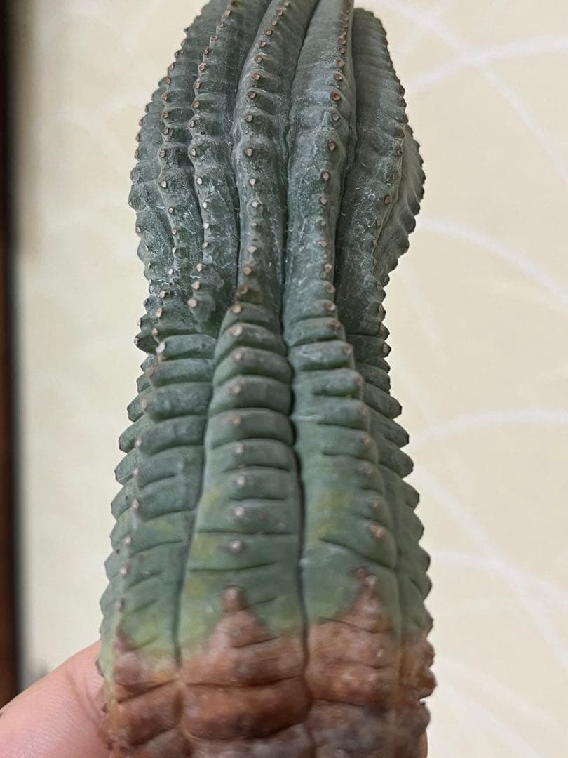 希少 ユーフォルビア 亀甲 オベサ sp