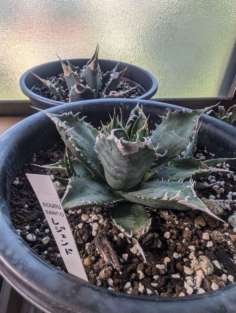 アガベ　チタノタ　「レジェンド」（やや大きめ発根管理中）