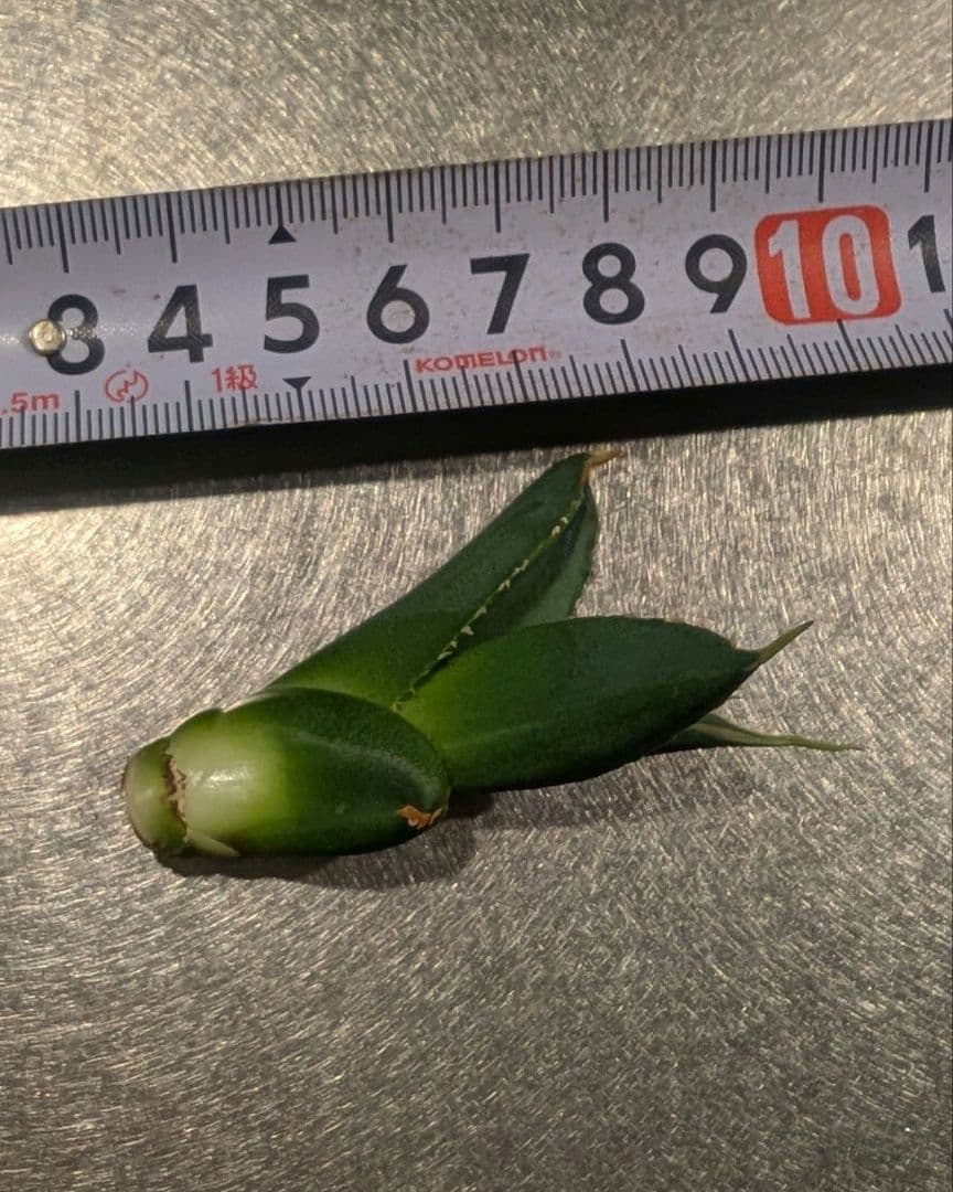 アガベ　チタノタ　「レジェンド」（やや大きめ発根管理中）