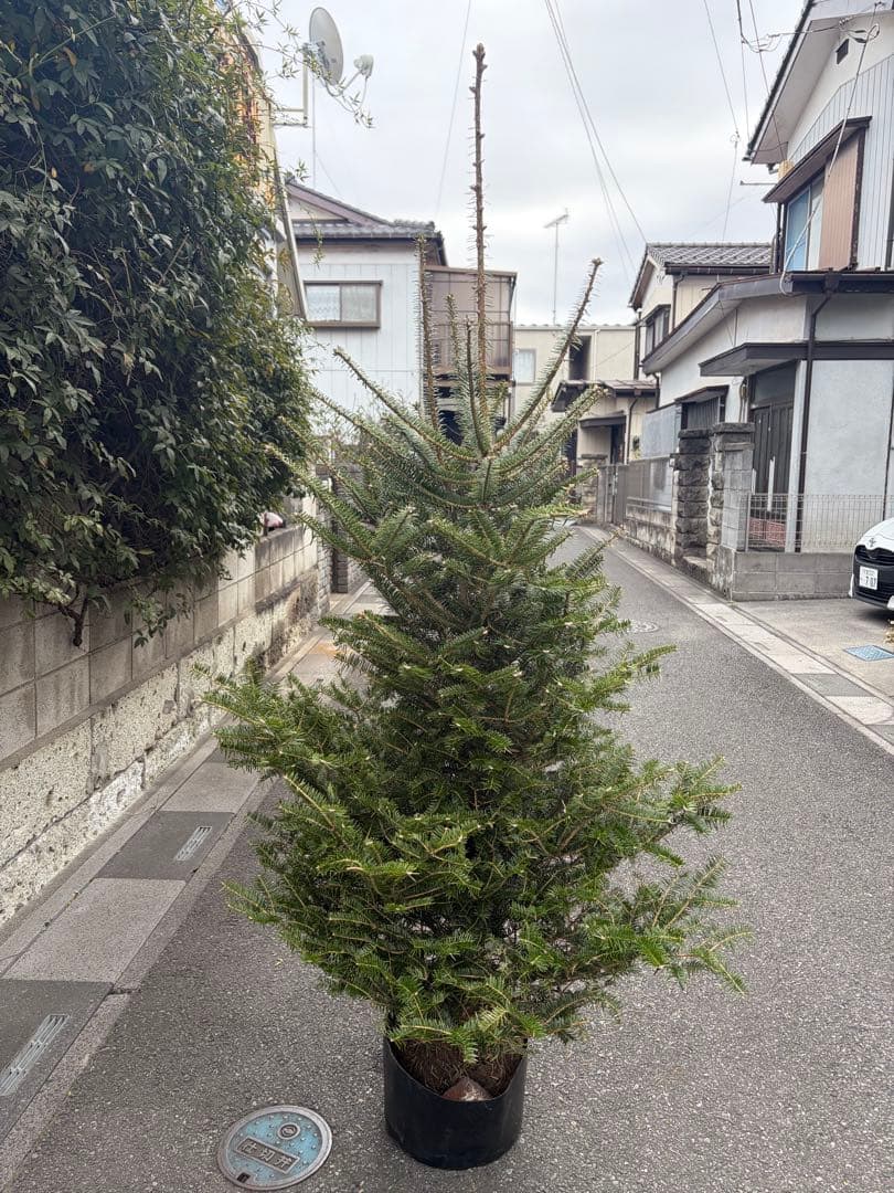 bebitamaxi　庭木　もみの木　高さ１８０センチ　直接引取り歓迎