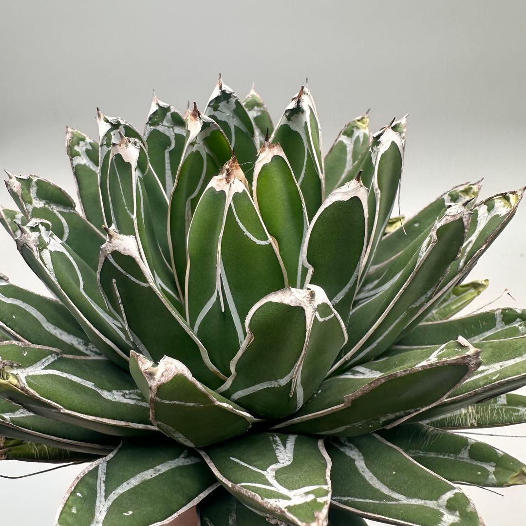 u*1様 多肉植物・アガベ特選 ダルマ笹の雪 濃白株 極上株 包葉 球形