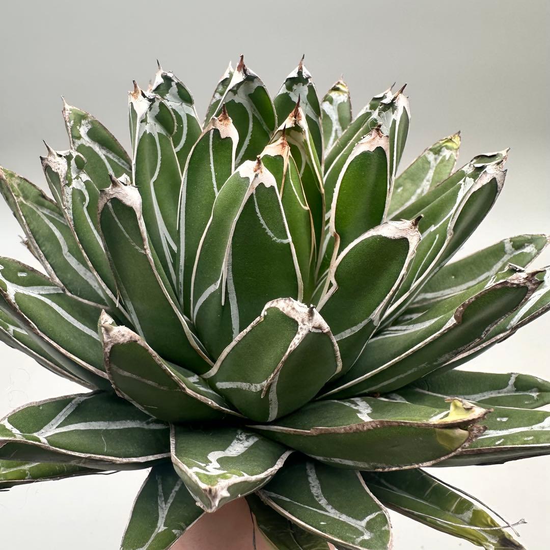 u*1様 多肉植物・アガベ特選 ダルマ笹の雪 濃白株 極上株 包葉 球形