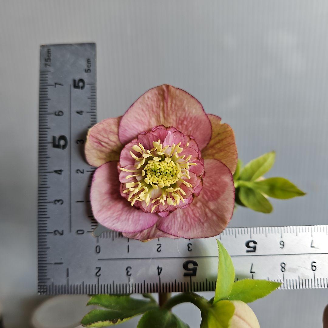 ㉖-343クリスマスローズ