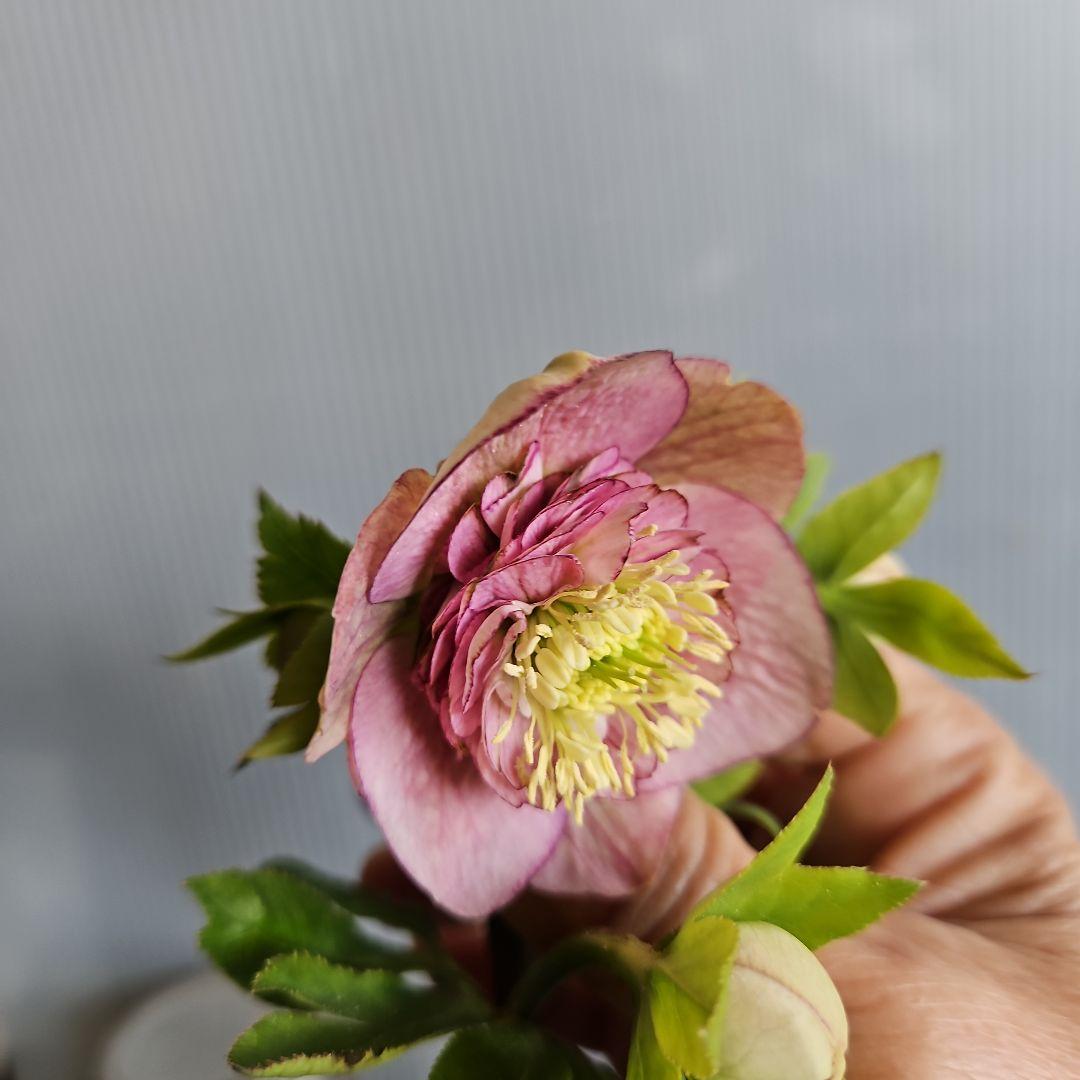 ㉖-343クリスマスローズ