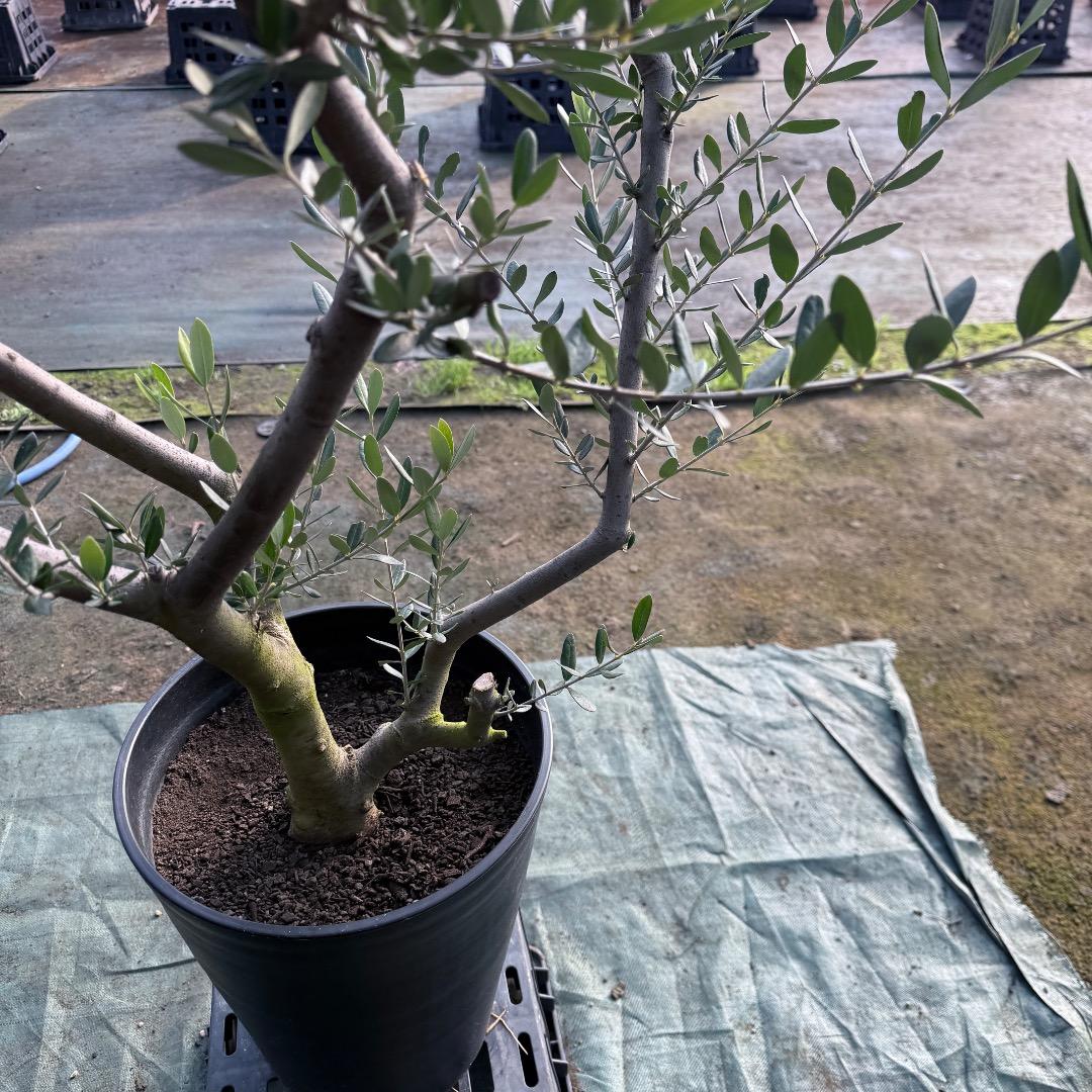 T*a様 【AL1167】オリーブの木　ルッカ　古木