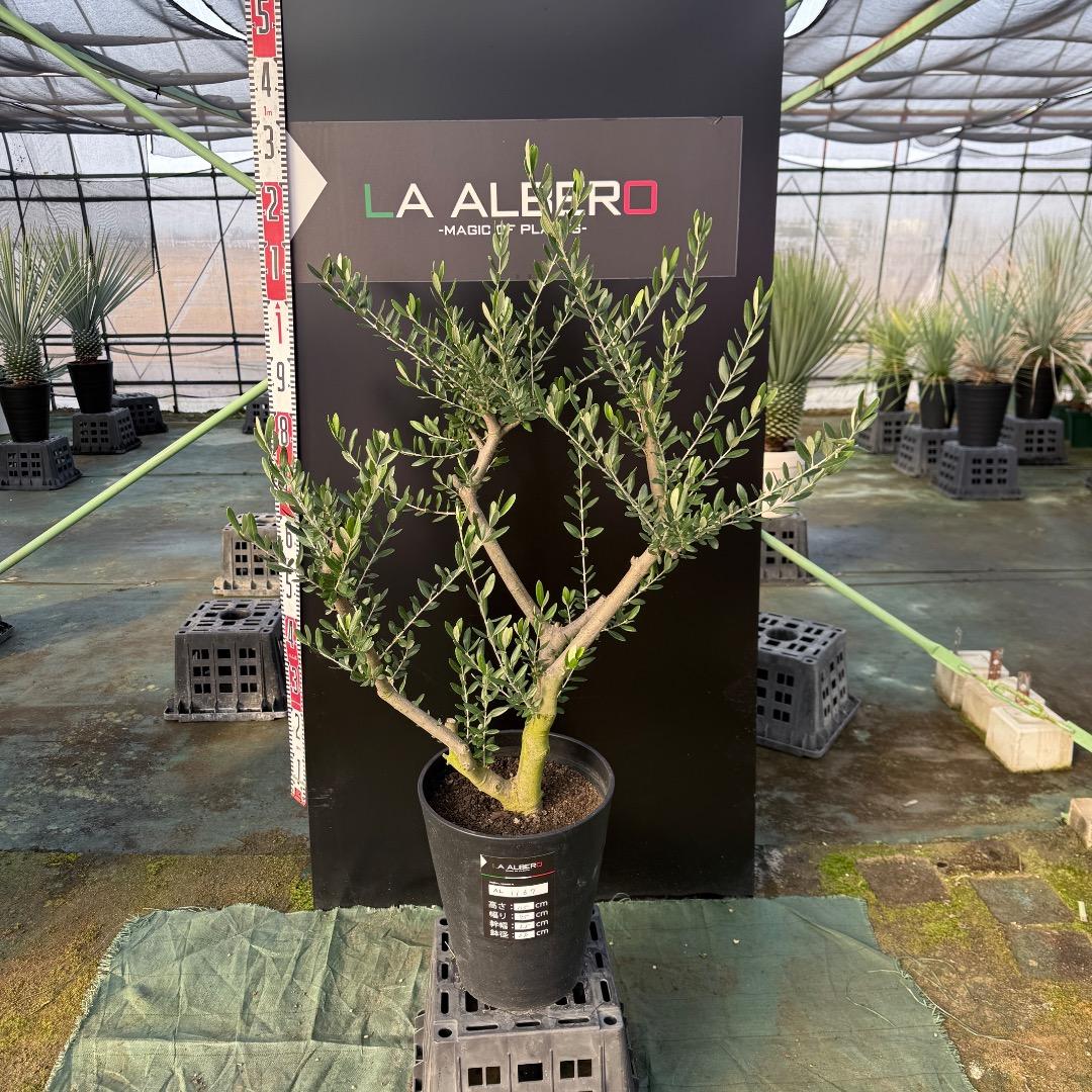 T*a様 【AL1167】オリーブの木　ルッカ　古木