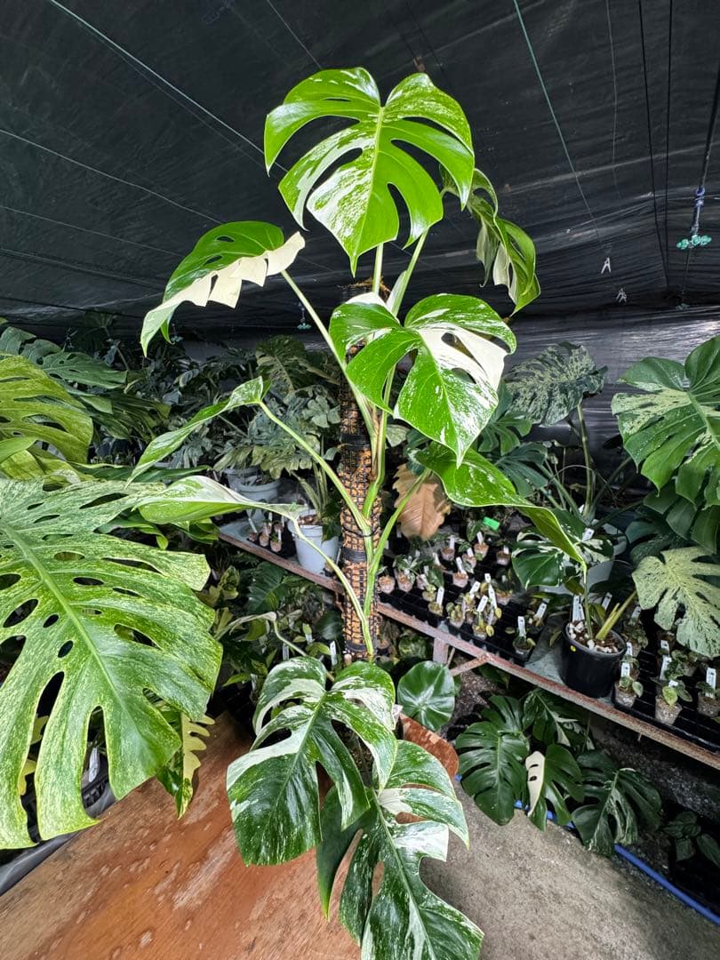 モンステラ　ボルギシアナ　アルボ　白斑入り　鉢モスポール付き　高110cm