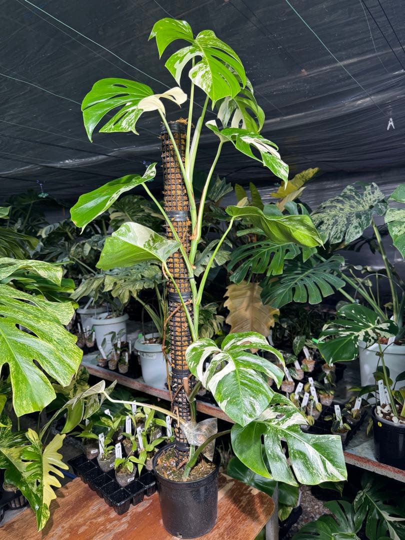 モンステラ　ボルギシアナ　アルボ　白斑入り　鉢モスポール付き　高110cm