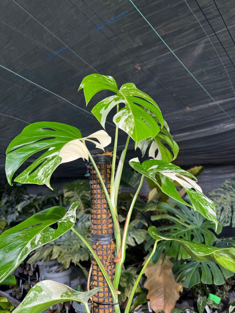 モンステラ　ボルギシアナ　アルボ　白斑入り　鉢モスポール付き　高110cm