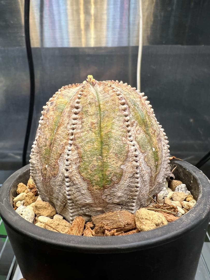 ユーフォルビア オベサ オールド 木質化