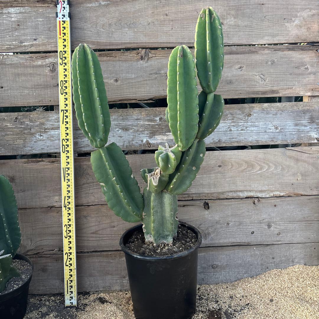 光　柱サボテン　鬼面角　発根　サボテンブランチ　ドライガーデン