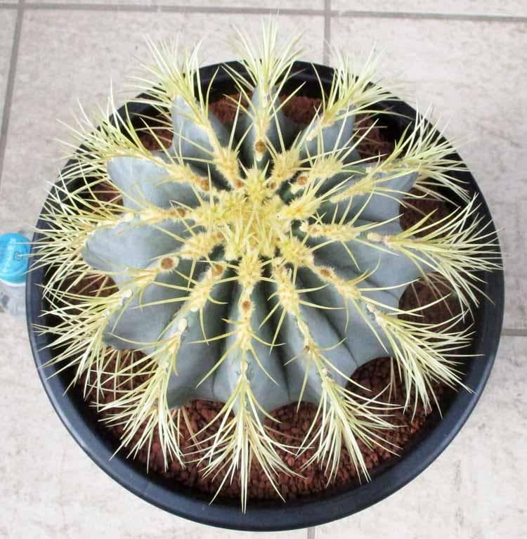 【現品】サボテン・王冠竜　フェロカクタス（おうかんりゅう）　9号　KM番