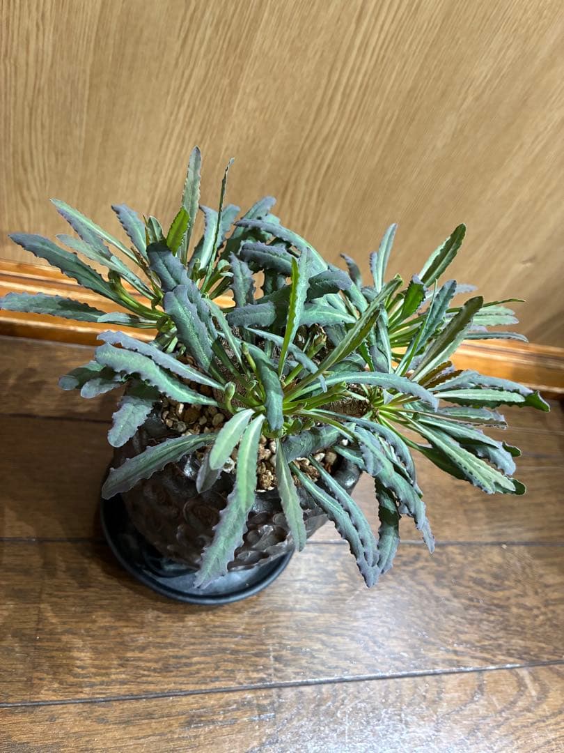 レア　ユーフォルビア　クリスパ　鉢セット　検）パキプス　グラキリス