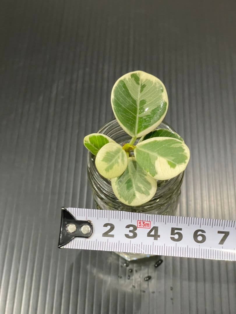 パンダガジュマル斑入りカット