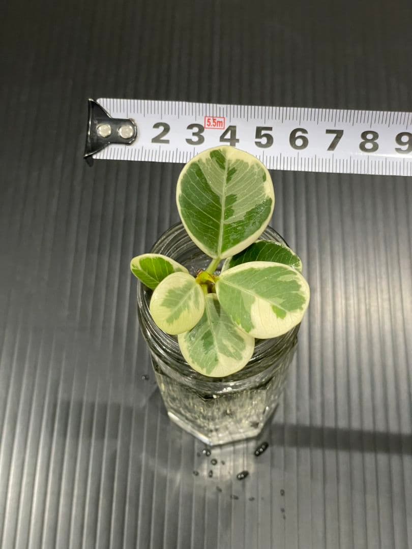 パンダガジュマル斑入りカット