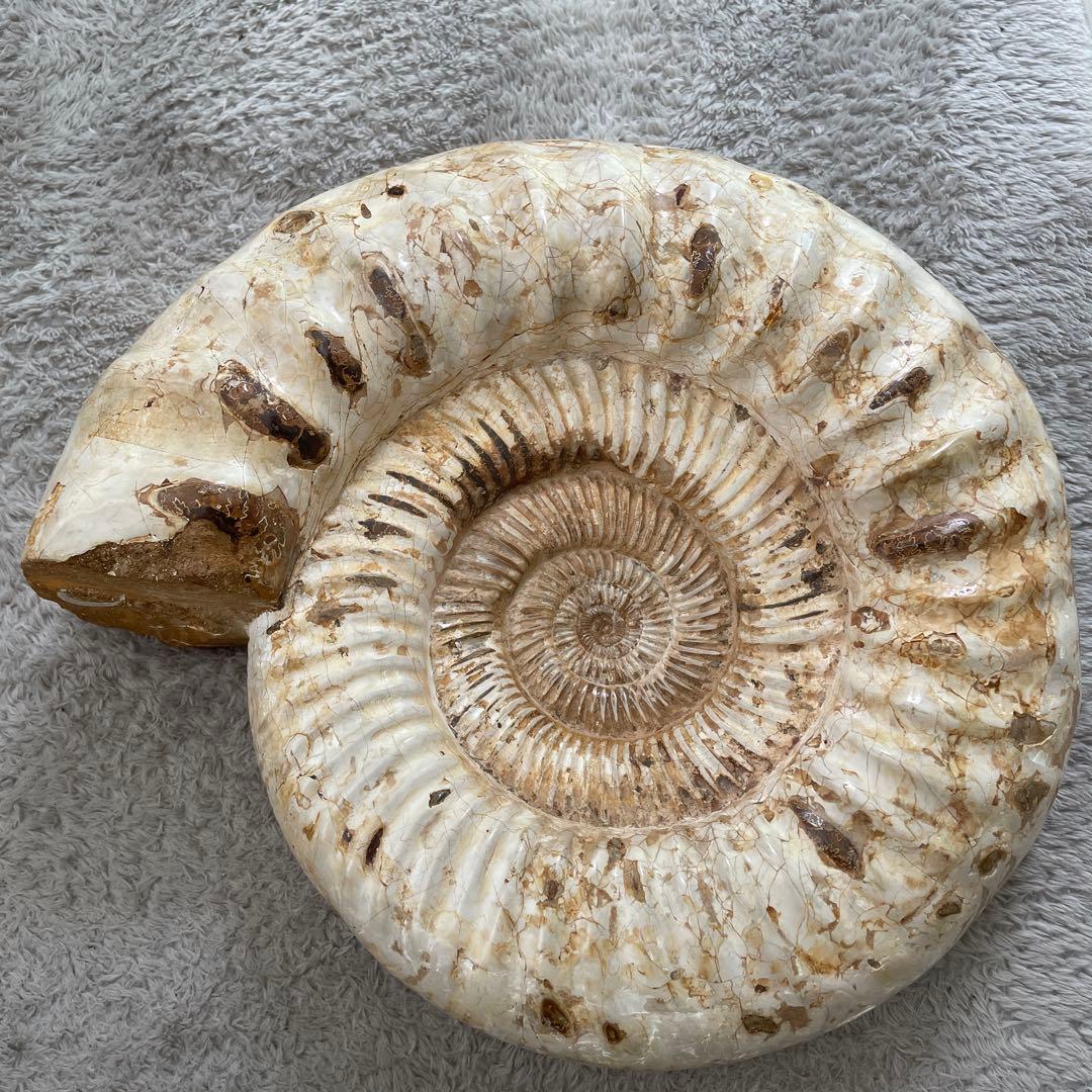 特大　直径約30センチ　アンモナイト化石 大きめ クリーム色