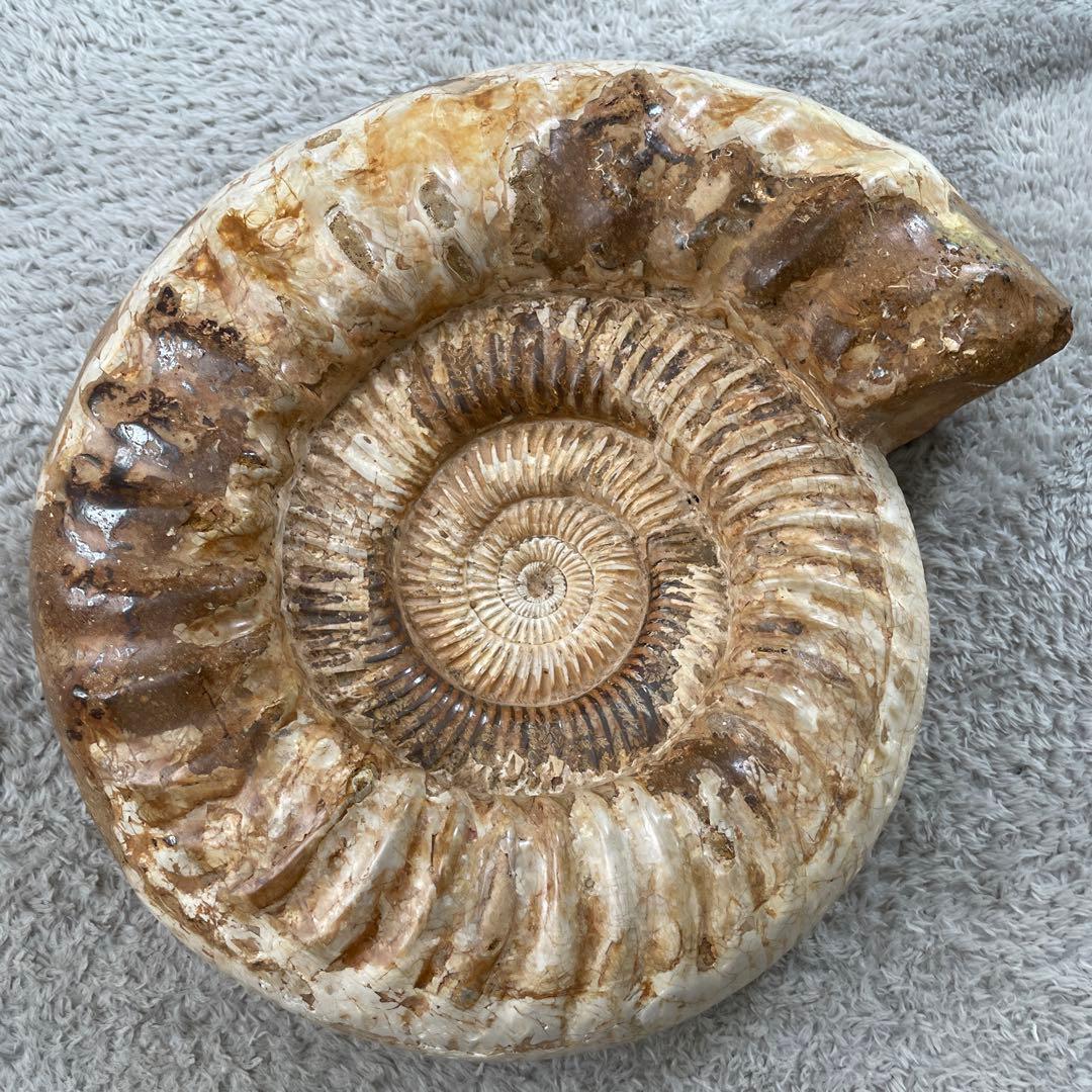 特大　直径約30センチ　アンモナイト化石 大きめ クリーム色