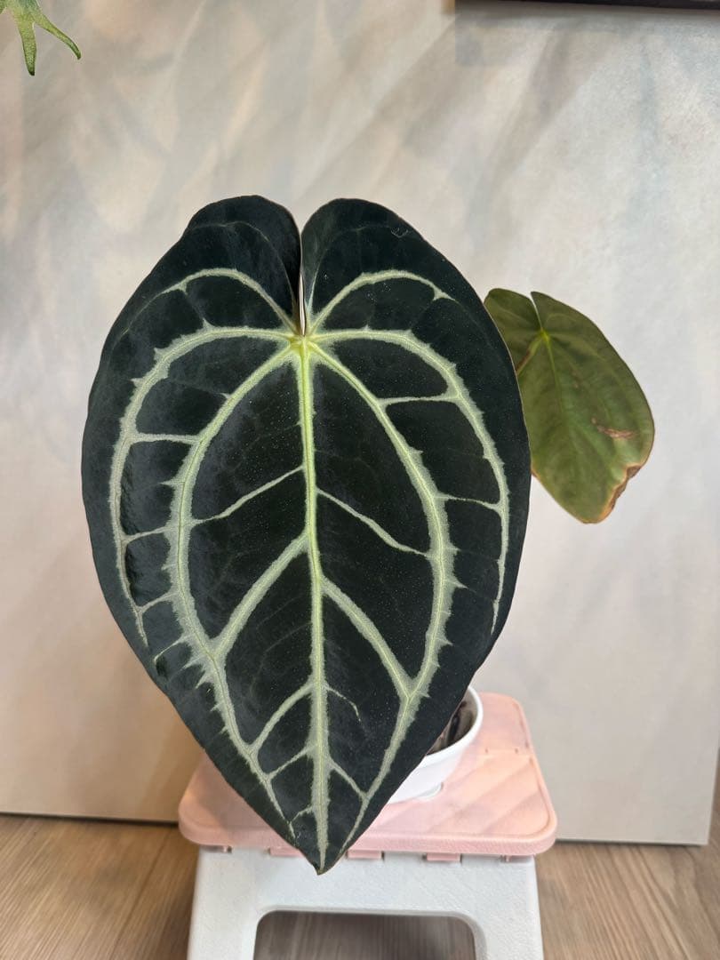 アンスリウム　カーラブラッキー　大株