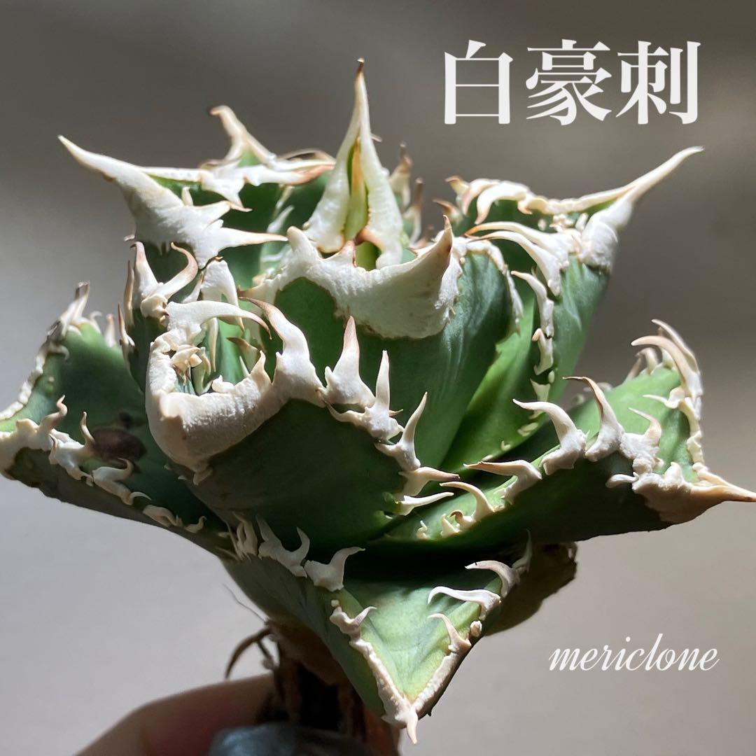 C*7様 【初売りオークション】116 超選抜　優秀　太棘　子株付き　アガベ　白