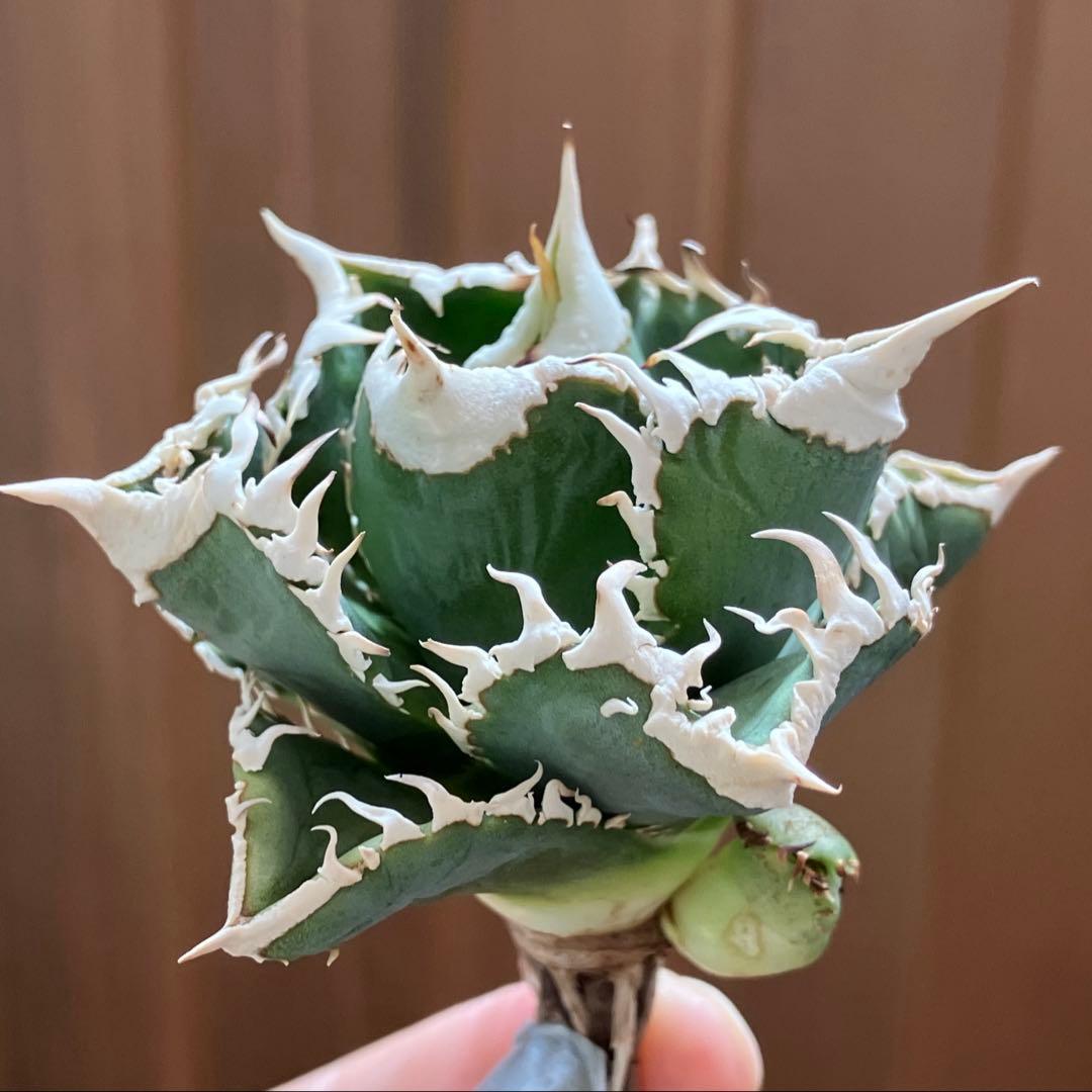 C*7様 【初売りオークション】116 超選抜　優秀　太棘　子株付き　アガベ　白