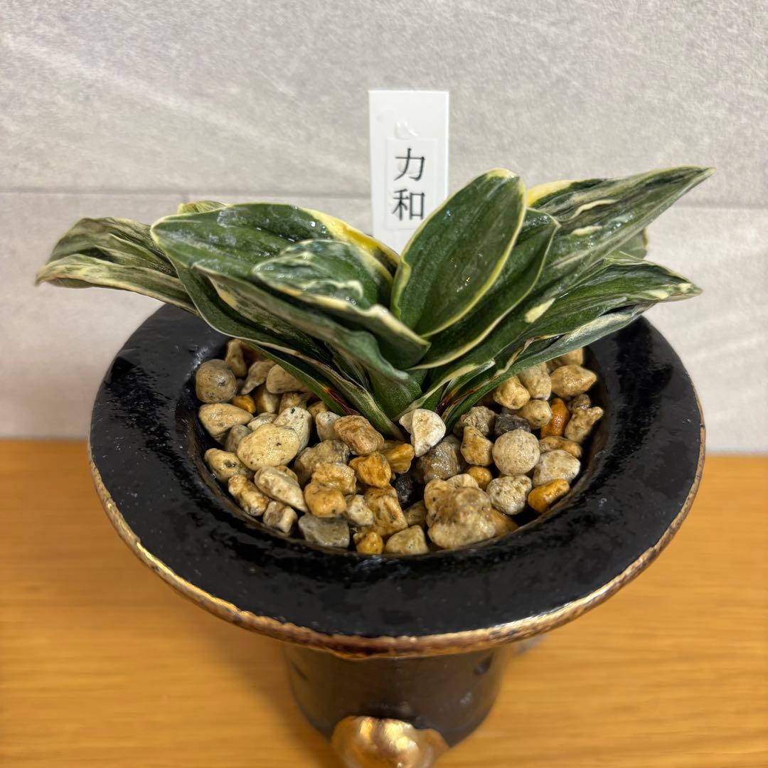 【早い者勝ち！】万年青　力和　羅紗系　金文字　美術木クラス　縁金鉢付き