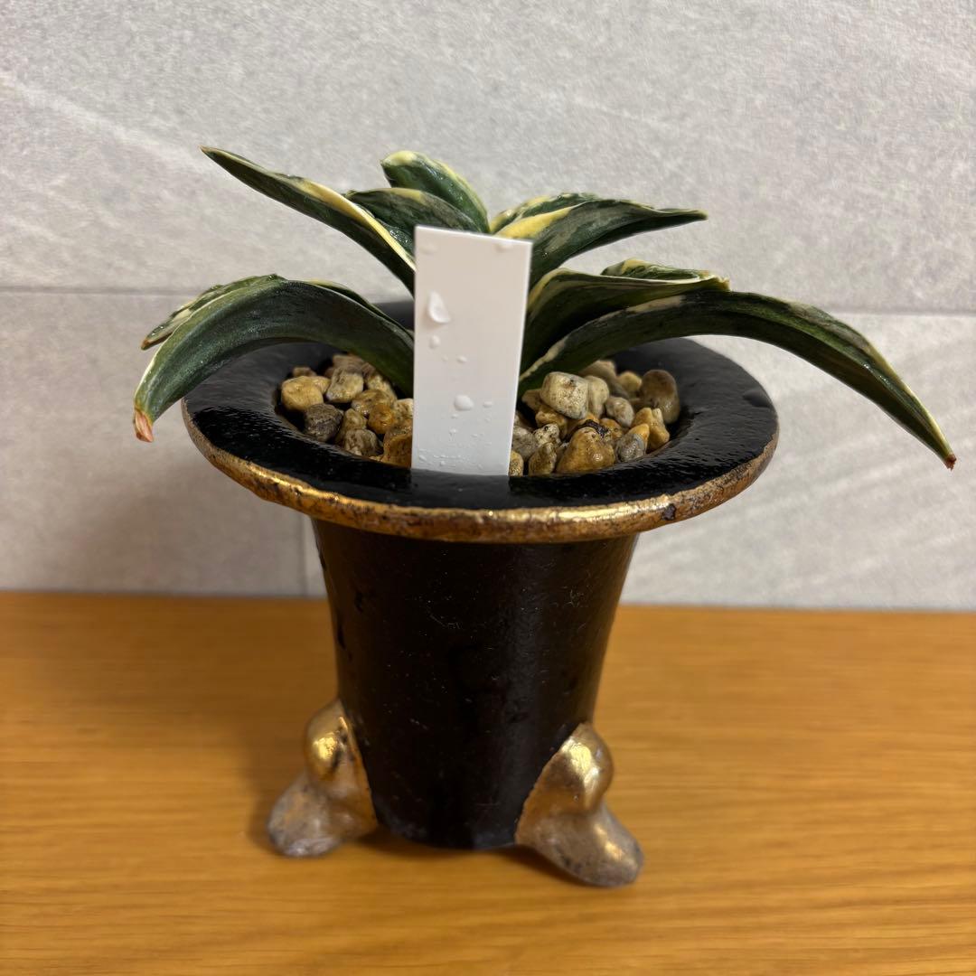 【早い者勝ち！】万年青　力和　羅紗系　金文字　美術木クラス　縁金鉢付き