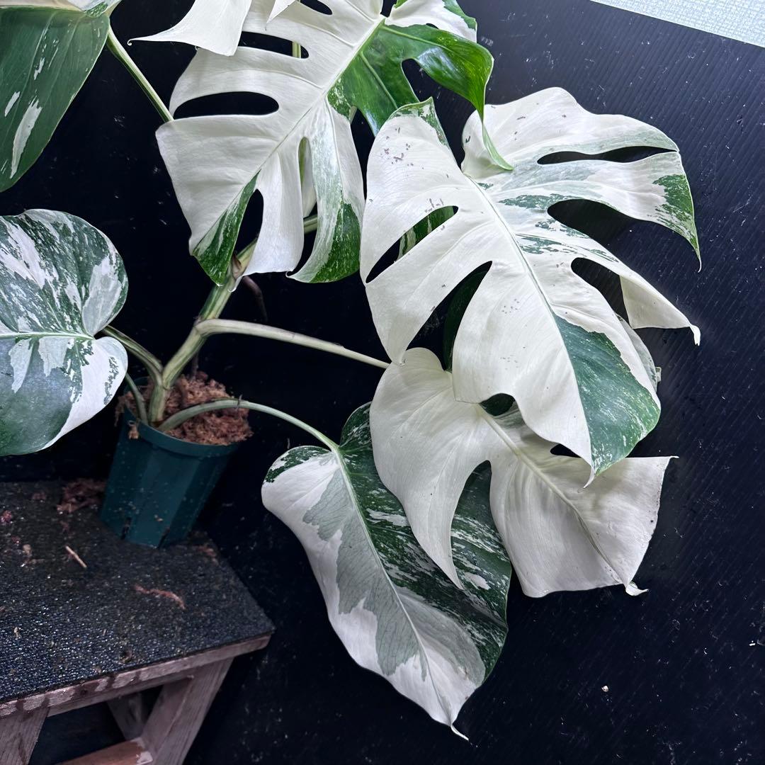 ロ*ラ様 斑入りモンステラ ホワイトタイガー極美大株68cm白斑多