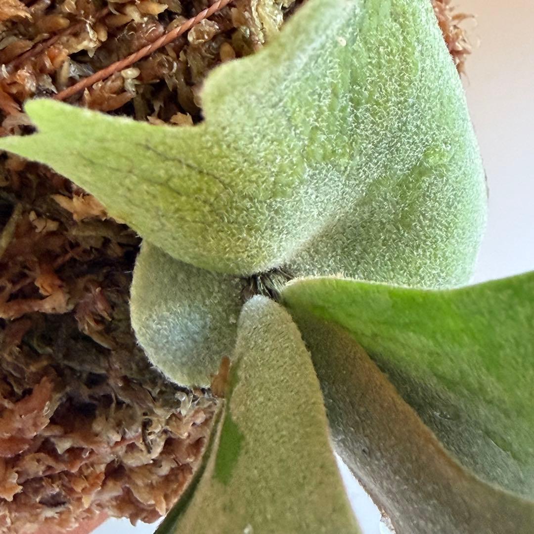 [ビカク丸]板付 極美株 Willinckii Golden Boy