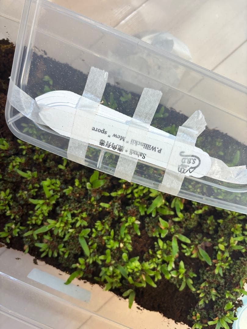 zzzz 　mew 20株+前葉体+タグなし