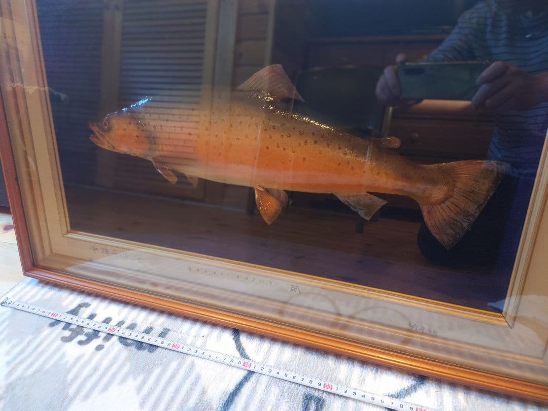 日光中禅寺湖畔　ブラウントラウト 標本 木製フレーム