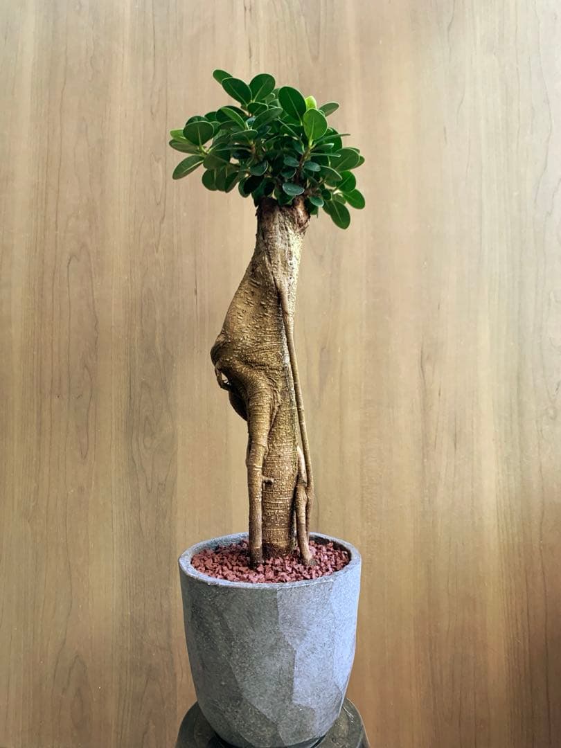 コパンダガジュマル　インテリアスタイル！　Ⅱ