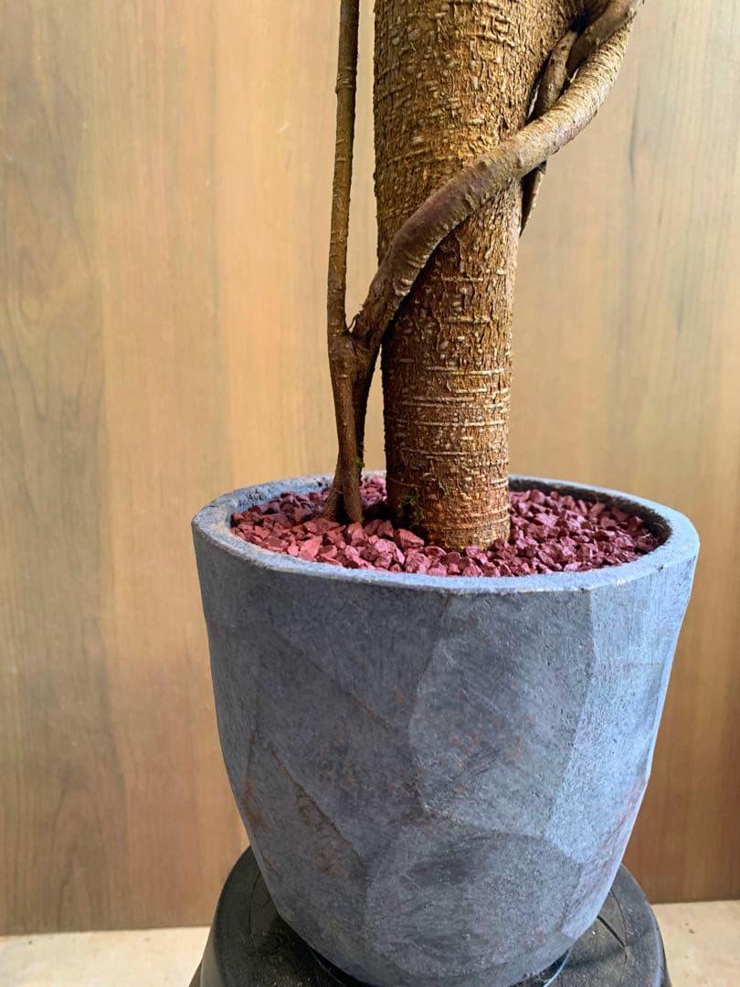 コパンダガジュマル　インテリアスタイル！　Ⅱ