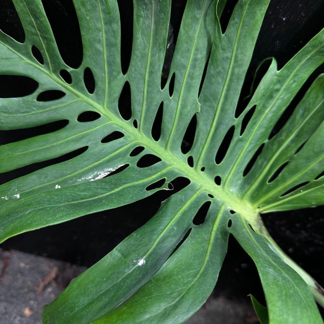 や*ぴ様 モンステラデリシオーサマクロコズム超希少系統鉢植え75㎝